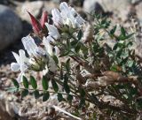 Oxytropis sordida. Цветущее растение. Мурманская обл., Восточный Мурман, окр. пос. Дальние Зеленцы, разреженная травяно-моховая группировка на песчано-валунном берегу Дальнезеленецкой бухты. 04.08.2010.