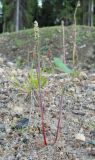 Alopecurus aequalis