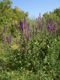 Salvia tesquicola