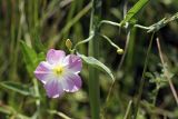 Convolvulus arvensis. Цветок. Южный Казахстан, Верхний Боролдай, у берега реки. 29.06.2011.