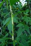 Persicaria maculosa. Средняя часть побега. Ростовская обл., дельта Дона, хутор Узяк, на берегу протоки. 28.08.2011.