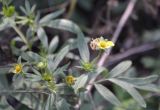 Potentilla bifurca