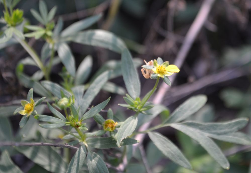 Изображение особи Potentilla bifurca.