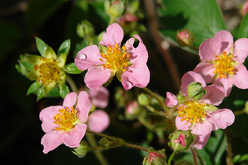 Image of genus Fragaria specimen.