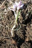 Crocus reticulatus