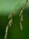 Glyceria alnasteretum