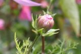 Cosmos bipinnatus. Раскрывающееся соцветие. Германия, г. Кемпен, в культуре. 28.07.2011.