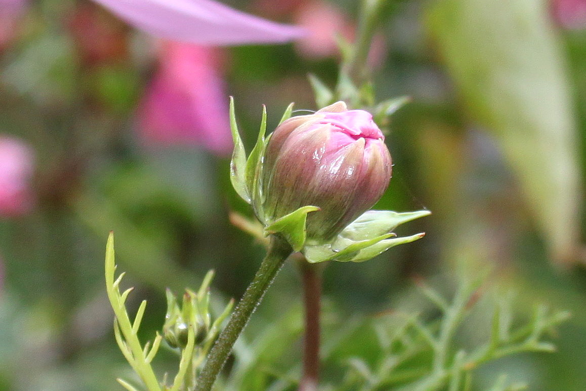 Изображение особи Cosmos bipinnatus.
