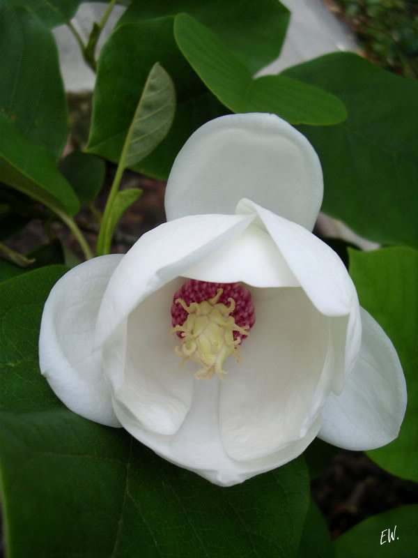 Изображение особи Magnolia sieboldii.