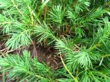 Juniperus conferta. Веточки. Сахалин, окр. г. Южно-Сахалинска. Август 2010 г.