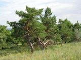 Pinus sylvestris. Угнетённые деревья в лесопосадках на вершине водораздельного отрога. Окрестности Саратова близ посёлка Агафоновка. 24 июля 2011 г.