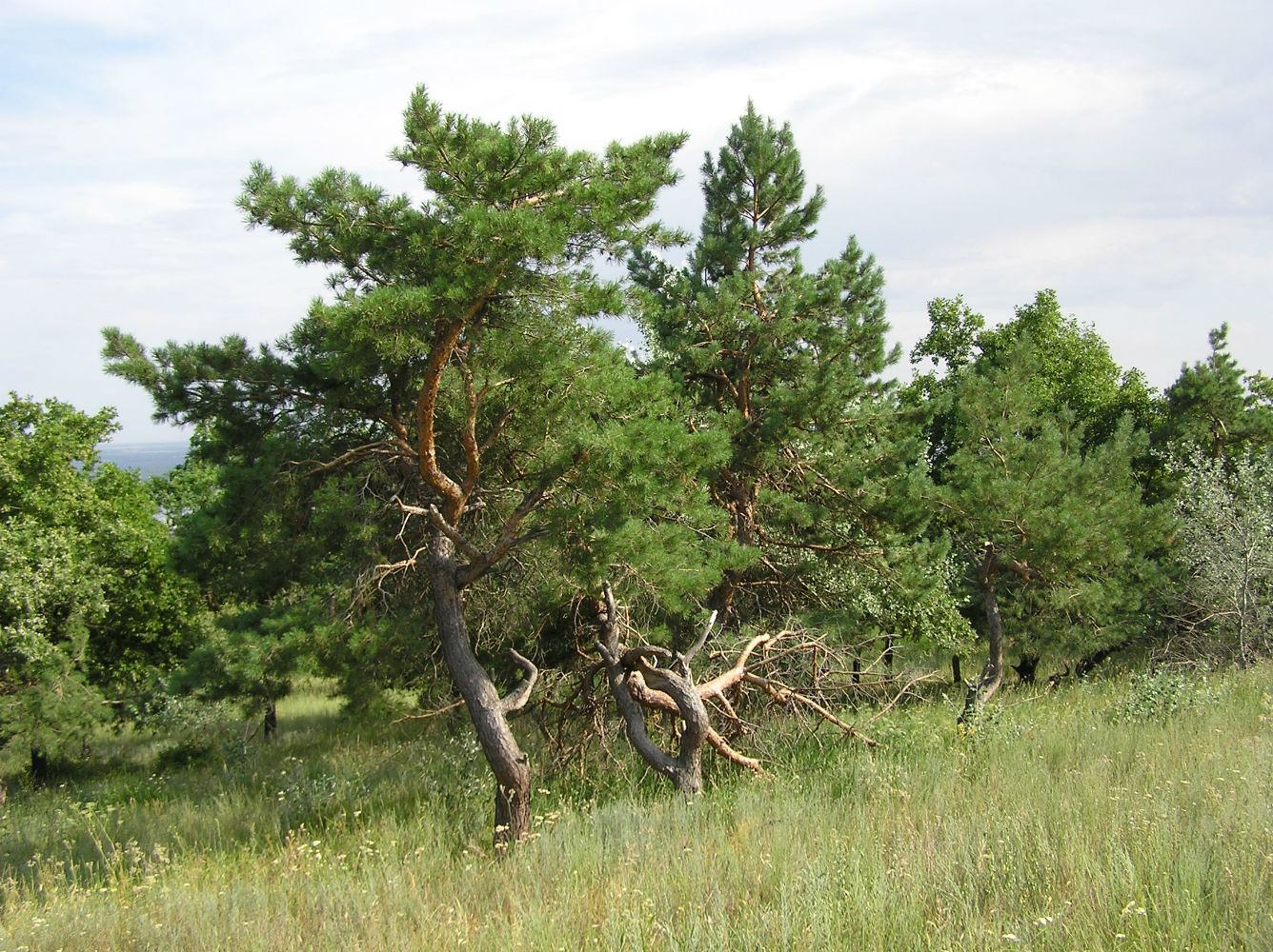 Изображение особи Pinus sylvestris.