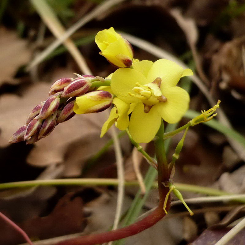 Image of Epimedium colchicum specimen.