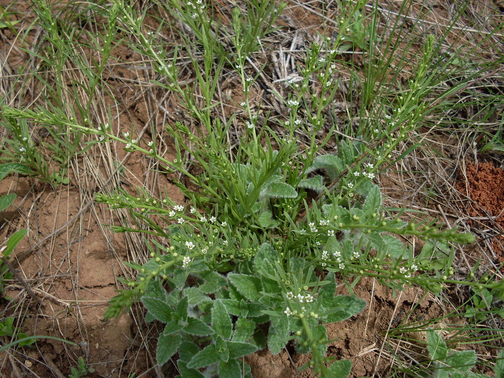 Изображение особи Thesium ramosum.