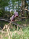 Fritillaria ruthenica