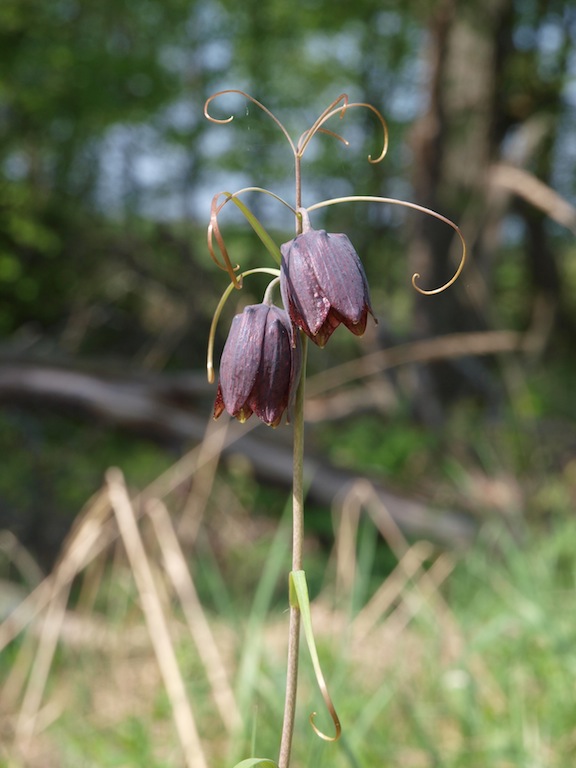 Изображение особи Fritillaria ruthenica.