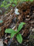 Clintonia udensis. Цветущее растение в дубовом лесу. Приморский край, г. Находка. 27.05.2012.