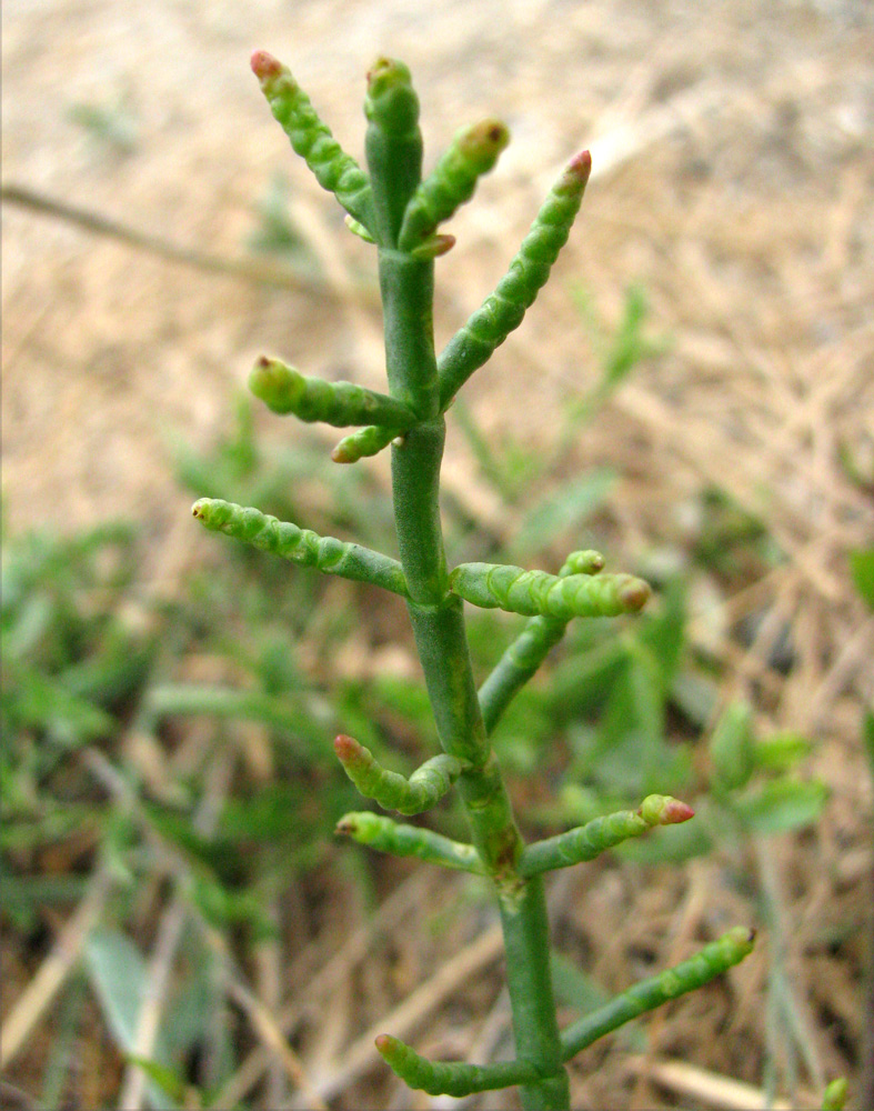 Изображение особи Salicornia perennans.