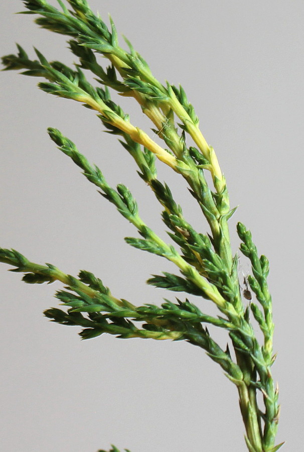 Image of Juniperus &times; pfitzeriana specimen.