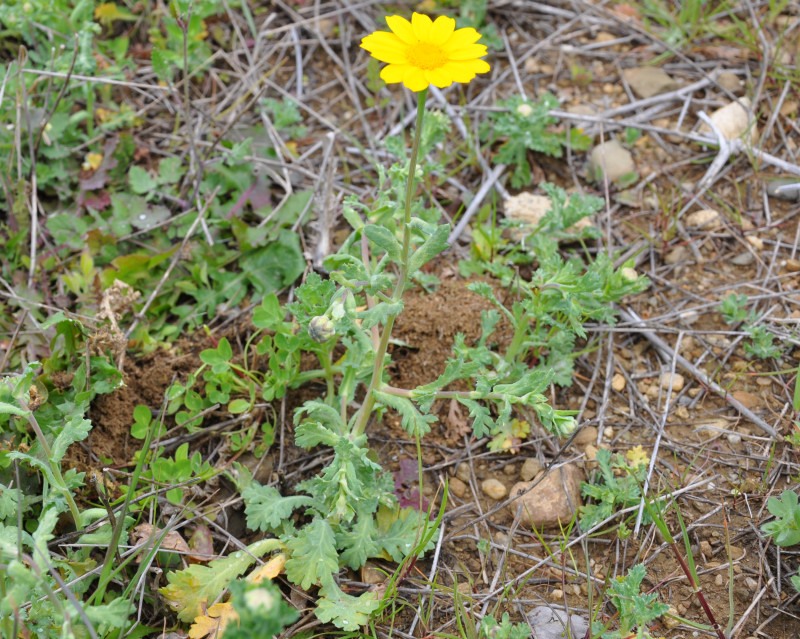 Image of Glebionis segetum specimen.