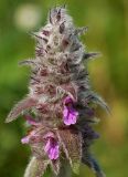 Stachys germanica