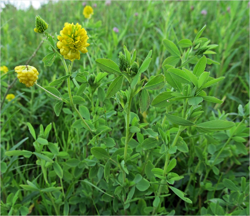 Изображение особи Trifolium aureum.