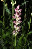 Anacamptis coriophora. Соцветие. Украина, Закарпатская обл., Раховский р-н, окрестности с. Косовская поляна, западный склон горы Лисина, у ручья. 21.06.2012.