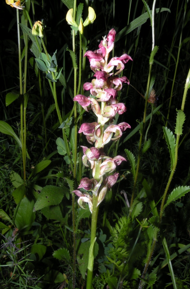 Image of Anacamptis coriophora specimen.