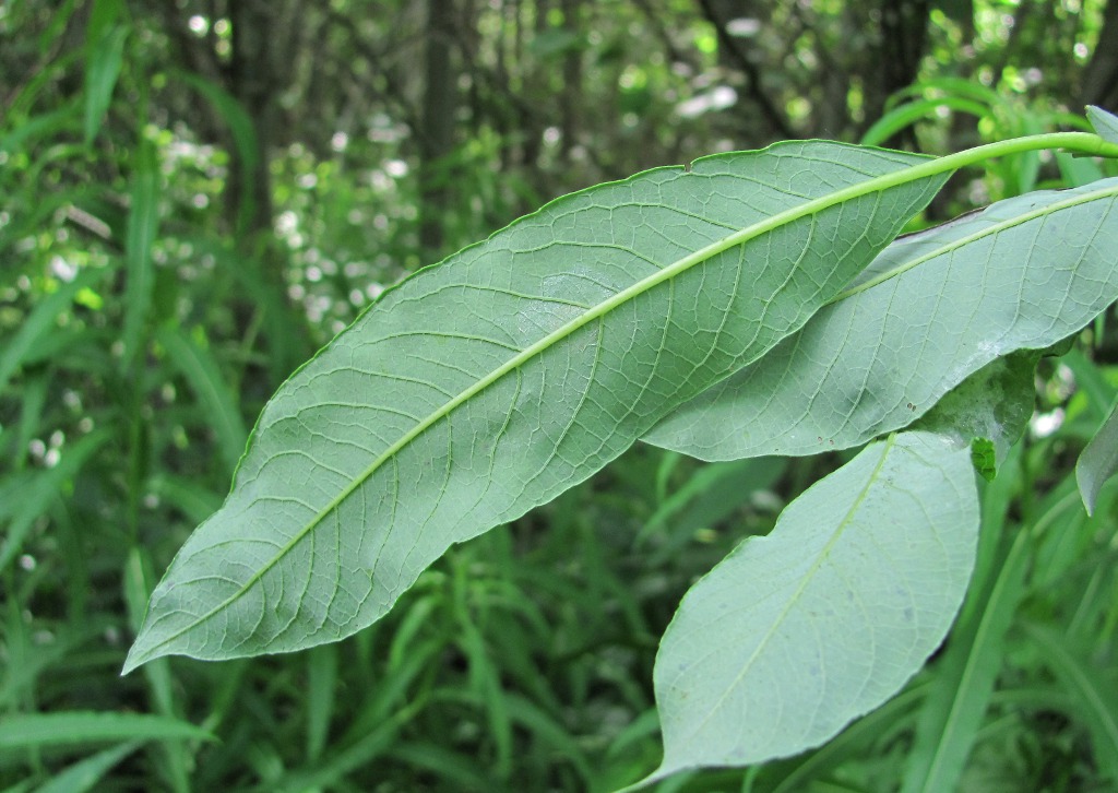 Image of Salix gmelinii specimen.