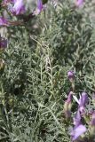 Astragalus pachyrrhizus