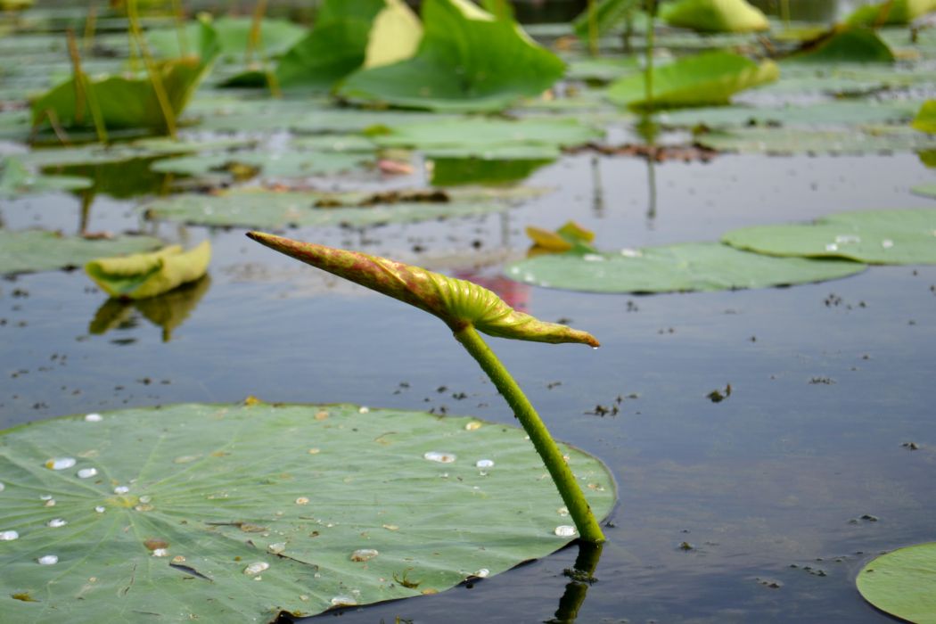 Image of Nelumbo caspica specimen.