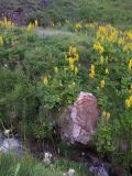 Ligularia subsagittata. Аспект цветущих растений на влажном горном склоне. Кабардино-Балкария, Зольский р-н, долина Джилы-Су. 27.07.2012.