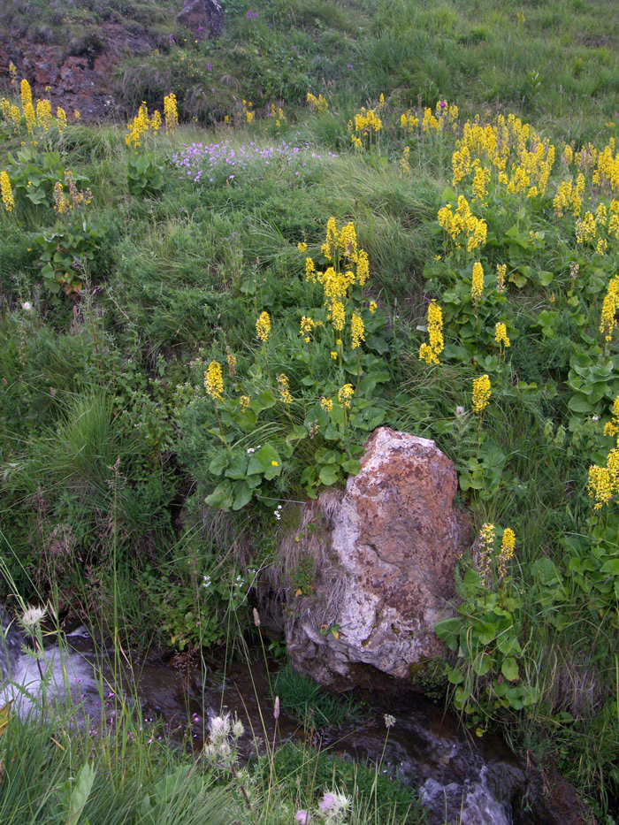Image of Ligularia subsagittata specimen.