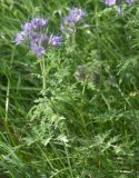 Phacelia tanacetifolia