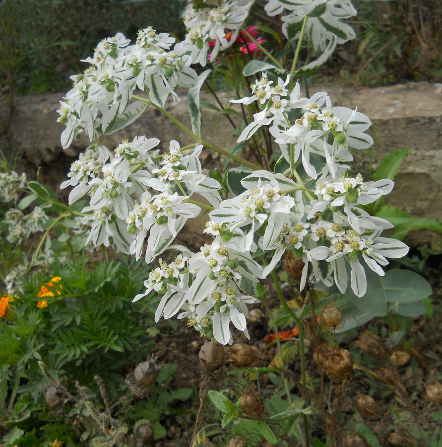 Image of Euphorbia marginata specimen.