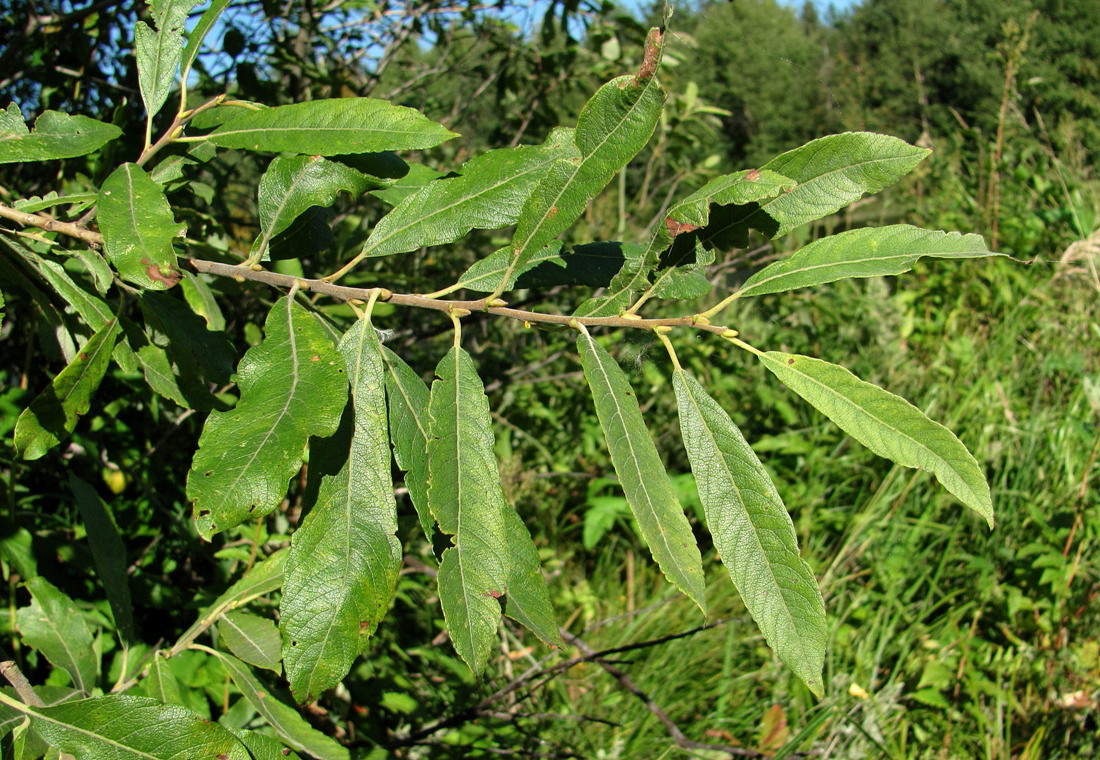 Image of Salix cinerea specimen.