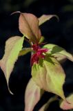 Leycesteria formosa