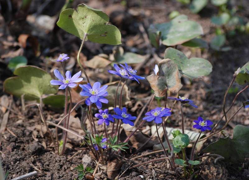 Изображение особи Hepatica nobilis.