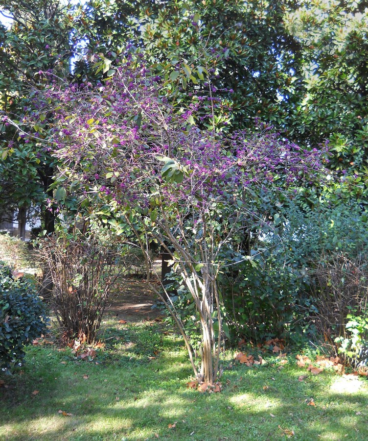 Image of Callicarpa bodinieri specimen.