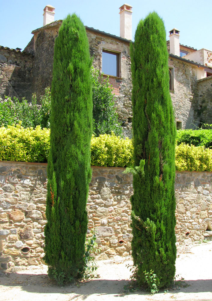 Image of Cupressus sempervirens specimen.