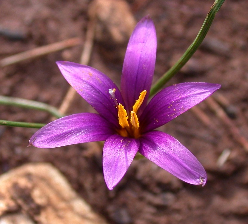 Image of Romulea phoenicia specimen.