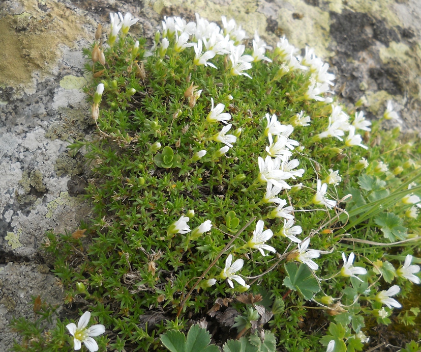 Image of Minuartia imbricata specimen.