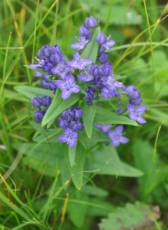 Image of Ophelia tetrapetala specimen.