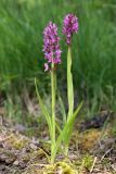 Dactylorhiza incarnata