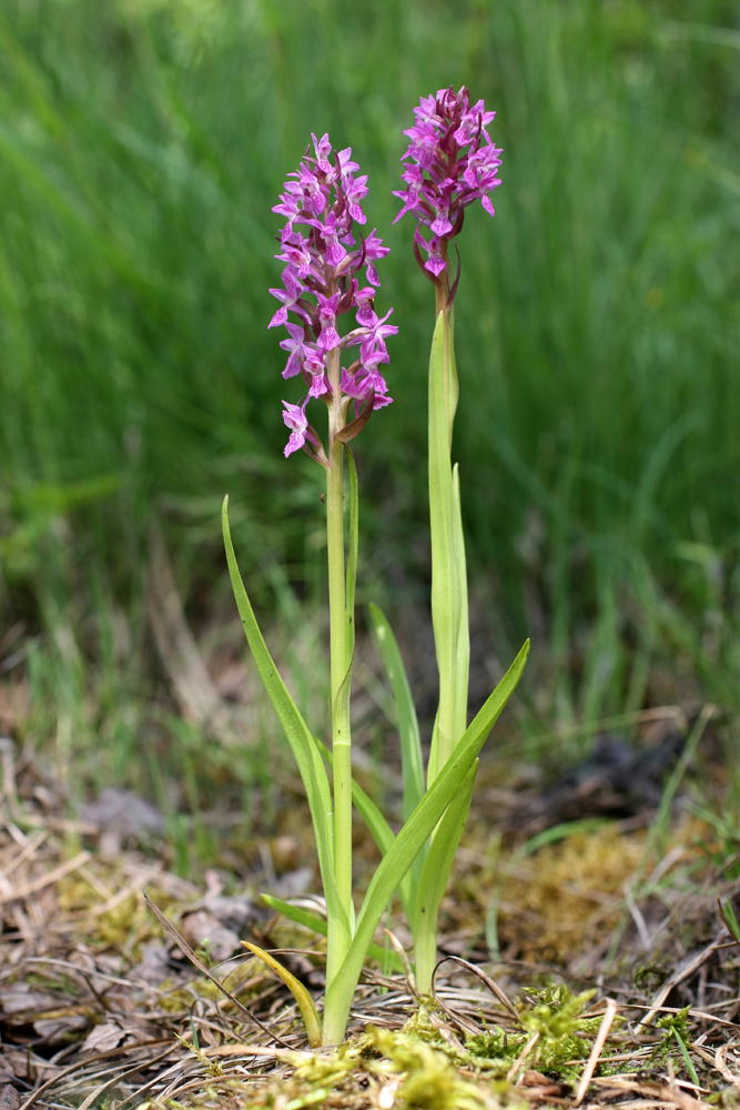 Изображение особи Dactylorhiza incarnata.