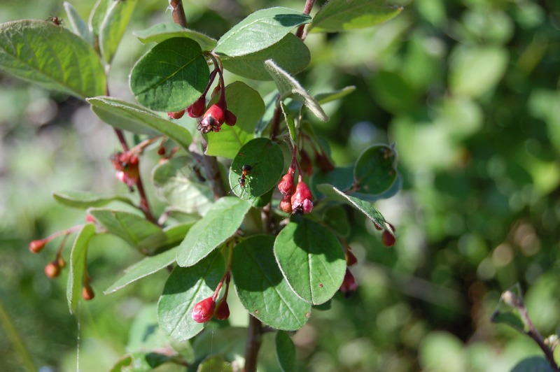 Image of Cotoneaster melanocarpus specimen.