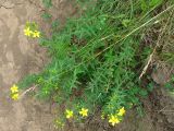 Hypericum elegans