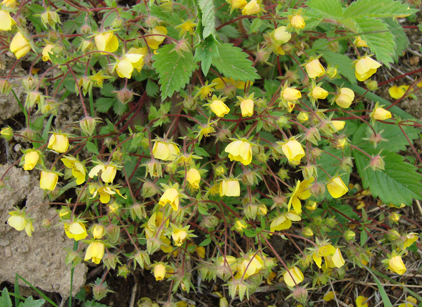 Image of Potentilla fragarioides specimen.