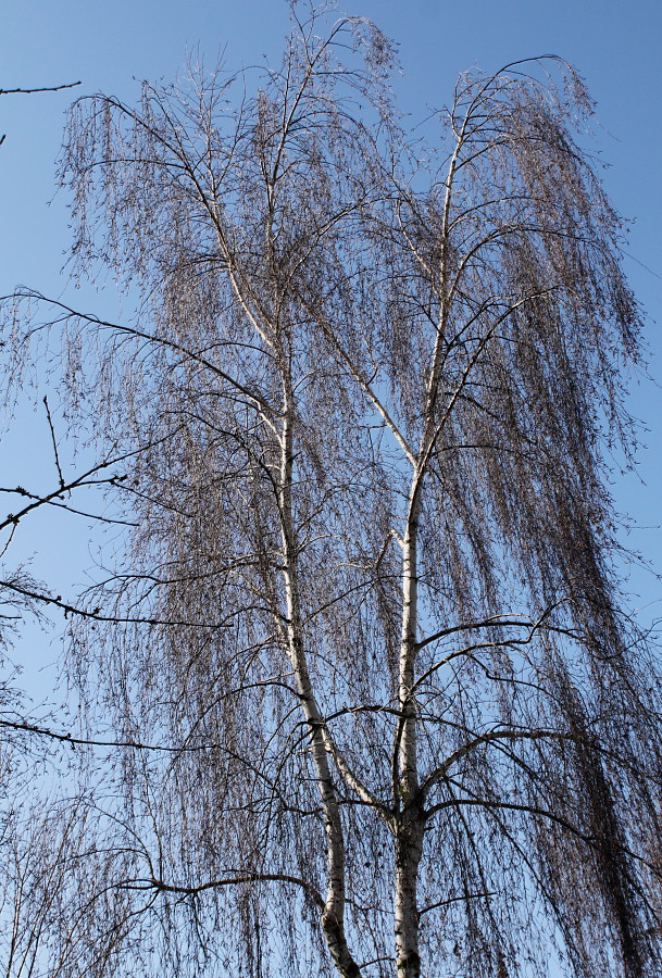 Изображение особи Betula pendula.