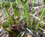 род Athyrium